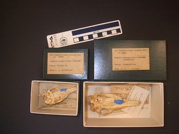Media type: image;   Mammalogy 14571